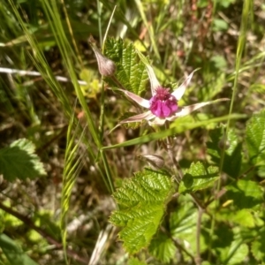 Rubus parvifolius at Cooma, NSW - 2 Dec 2022