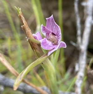 Diuris dendrobioides at suppressed - suppressed