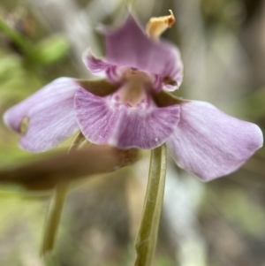 Diuris dendrobioides at suppressed - suppressed