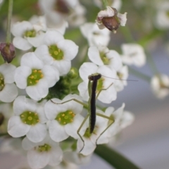 Orthodera ministralis (Green Mantid) at Murrumbateman, NSW - 1 Dec 2022 by SimoneC