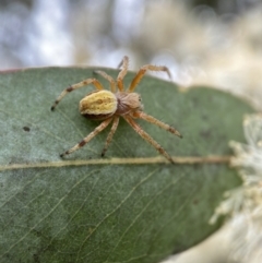 Salsa fuliginata (Sooty Orb-weaver) at Chapman, ACT - 1 Dec 2022 by AJB