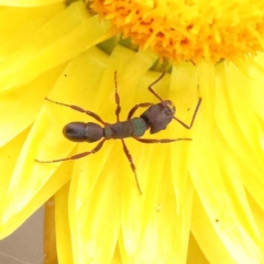 Rhytidoponera aspera (Greenhead ant) at O'Connor, ACT - 2 Dec 2022 by ConBoekel