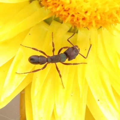 Rhytidoponera aspera (Greenhead ant) at Dryandra St Woodland - 1 Dec 2022 by ConBoekel