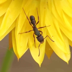 Rhytidoponera aspera at O'Connor, ACT - 2 Dec 2022