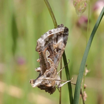 Chrysodeixis argentifera (Tobacco Looper) at Dryandra St Woodland - 5 Nov 2022 by ConBoekel