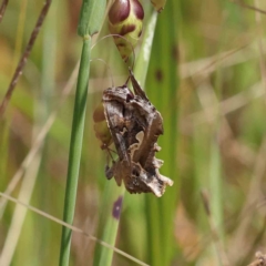 Chrysodeixis argentifera at O'Connor, ACT - 6 Nov 2022