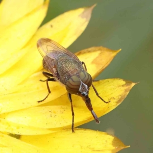 Stomorhina discolor at O'Connor, ACT - 2 Dec 2022 12:18 PM