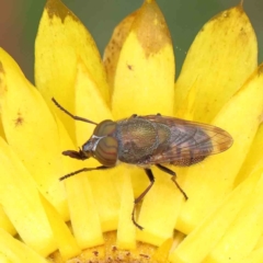 Stomorhina discolor at O'Connor, ACT - 2 Dec 2022 12:18 PM