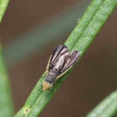 Hyalopeza schneiderae (A fruit fly) at Dryandra St Woodland - 2 Dec 2022 by ConBoekel