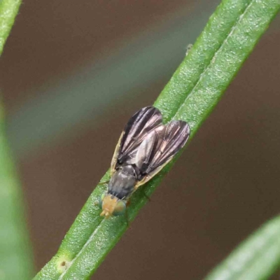 Hyalopeza schneiderae (A fruit fly) at Dryandra St Woodland - 2 Dec 2022 by ConBoekel