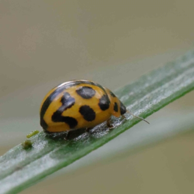 Peltoschema oceanica (Oceanica leaf beetle) at O'Connor, ACT - 2 Dec 2022 by ConBoekel