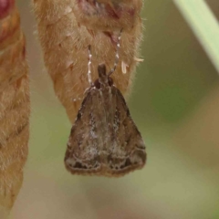 Scoparia ochrophara (A Crambid moth) at Dryandra St Woodland - 2 Dec 2022 by ConBoekel