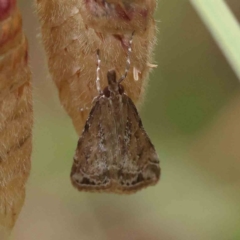 Scoparia ochrophara (A Crambid moth) at O'Connor, ACT - 2 Dec 2022 by ConBoekel