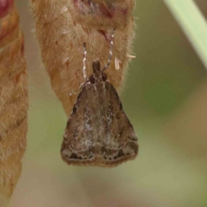 Scoparia ochrophara at O'Connor, ACT - 2 Dec 2022