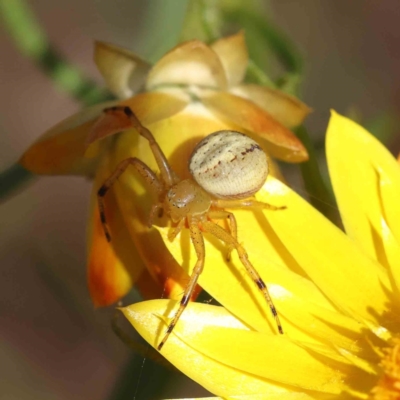 Lehtinelagia prasina (Leek-green flower spider) at O'Connor, ACT - 6 Nov 2022 by ConBoekel