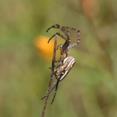 Plebs bradleyi (Enamelled spider) at Dryandra St Woodland - 5 Nov 2022 by ConBoekel