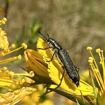 Eleale aspera (Clerid beetle) at Hackett, ACT - 30 Nov 2022 by Pirom