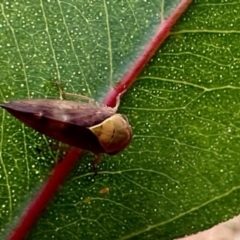 Brunotartessus fulvus (Yellow-headed Leafhopper) at Mount Ainslie - 1 Dec 2022 by Pirom