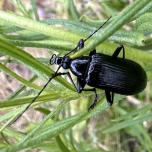 Tanychilus sp. (genus) at Ainslie, ACT - 1 Dec 2022