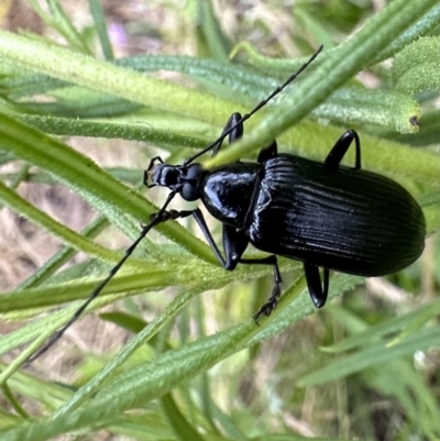 Tanychilus sp. (genus) (Comb-clawed beetle) at Mount Ainslie - 1 Dec 2022 by Pirom