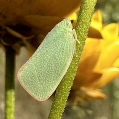 Siphanta acuta (Green planthopper, Torpedo bug) at Hackett, ACT - 30 Nov 2022 by Pirom