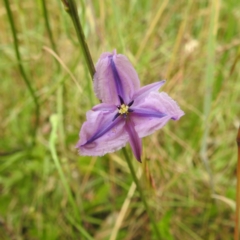 Arthropodium fimbriatum (Nodding Chocolate Lily) at Lions Youth Haven - Westwood Farm A.C.T. - 2 Dec 2022 by HelenCross