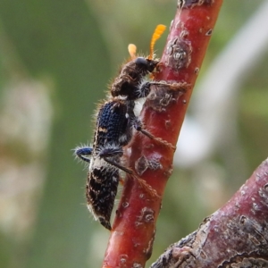 Scrobiger splendidus at Kambah, ACT - 2 Dec 2022 02:29 PM