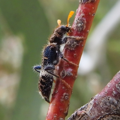 Scrobiger splendidus (Clerid beetle) at Lions Youth Haven - Westwood Farm A.C.T. - 2 Dec 2022 by HelenCross