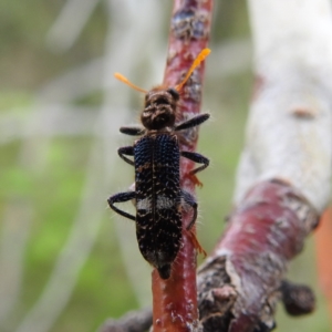 Scrobiger splendidus at Kambah, ACT - 2 Dec 2022