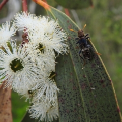 Scrobiger splendidus at Kambah, ACT - 2 Dec 2022 02:29 PM