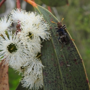 Scrobiger splendidus at Kambah, ACT - 2 Dec 2022