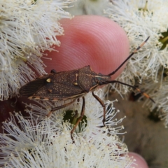 Unidentified Shield, Stink or Jewel Bug (Pentatomoidea) at Kambah, ACT - 2 Dec 2022 by HelenCross