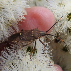 Unidentified Shield, Stink & Jewel Bug (Pentatomoidea) at Lions Youth Haven - Westwood Farm A.C.T. - 2 Dec 2022 by HelenCross