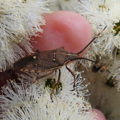 Unidentified Shield, Stink & Jewel Bug (Pentatomoidea) at Lions Youth Haven - Westwood Farm A.C.T. - 2 Dec 2022 by HelenCross