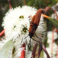 Lycidae (family) (Net-winged beetle) at Kambah, ACT - 2 Dec 2022 by HelenCross