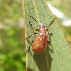 Ecnolagria grandis (Honeybrown beetle) at Lions Youth Haven - Westwood Farm A.C.T. - 2 Dec 2022 by HelenCross