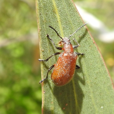 Ecnolagria grandis (Honeybrown beetle) at Lions Youth Haven - Westwood Farm A.C.T. - 2 Dec 2022 by HelenCross