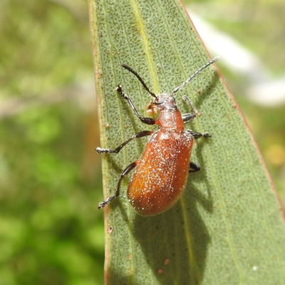 Ecnolagria grandis (Honeybrown beetle) at Kambah, ACT - 2 Dec 2022 by HelenCross