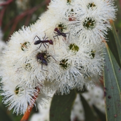 Iridomyrmex purpureus (Meat Ant) at Kambah, ACT - 2 Dec 2022 by HelenCross