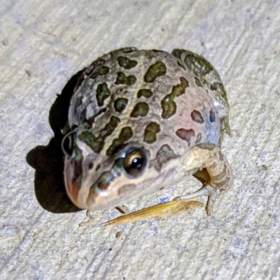 Limnodynastes tasmaniensis (Spotted Grass Frog) at Lions Youth Haven - Westwood Farm - 2 Dec 2022 by HelenCross