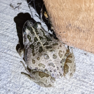 Limnodynastes tasmaniensis at Kambah, ACT - suppressed