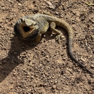 Pogona barbata at Hackett, ACT - 30 Nov 2022