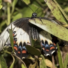 Papilio aegeus (Orchard Swallowtail, Large Citrus Butterfly) at Higgins, ACT - 27 Nov 2022 by AlisonMilton