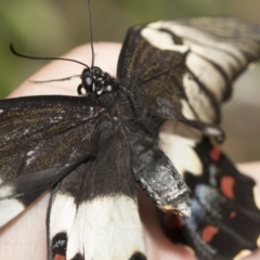 Papilio aegeus at Higgins, ACT - 27 Nov 2022 10:19 AM