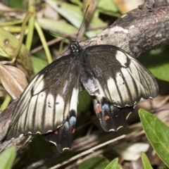 Papilio aegeus at Higgins, ACT - 27 Nov 2022