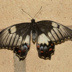 Papilio aegeus at Higgins, ACT - 27 Nov 2022 10:19 AM