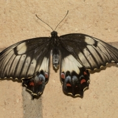 Papilio aegeus at Higgins, ACT - 27 Nov 2022