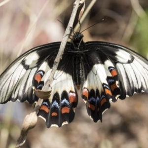 Papilio aegeus at Higgins, ACT - 27 Nov 2022 10:19 AM