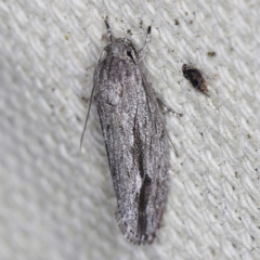 Agriophara platyscia (A Concealer moth) at O'Connor, ACT - 28 Nov 2022 by ibaird