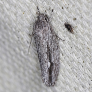 Agriophara platyscia at O'Connor, ACT - 28 Nov 2022